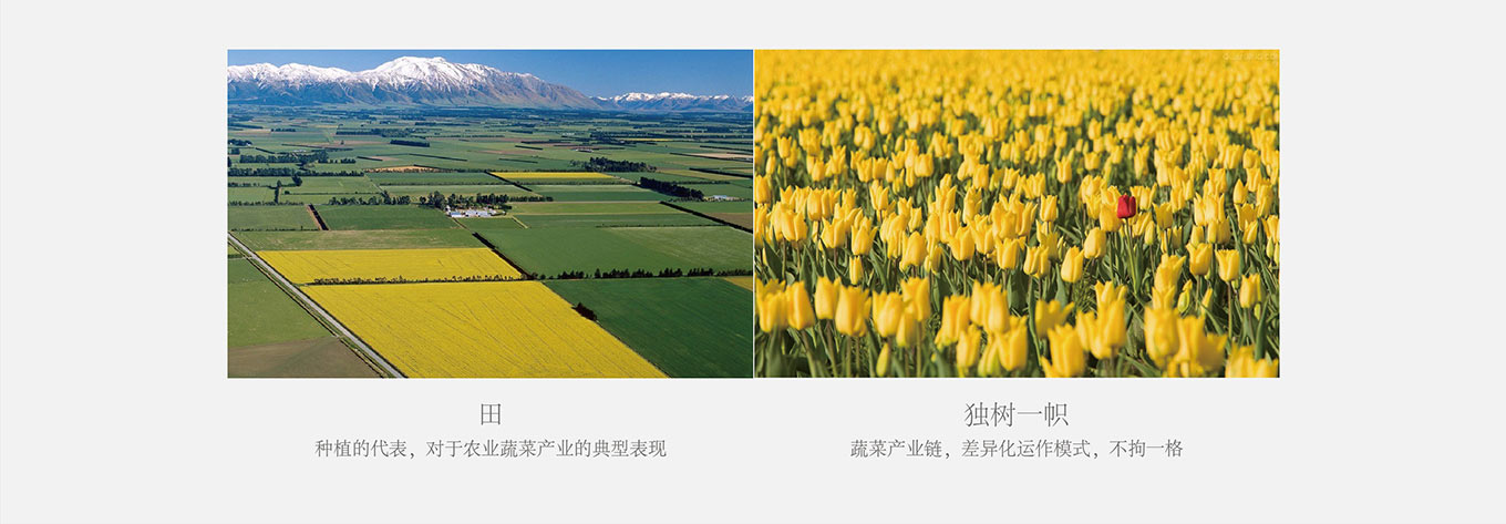 一链众蔬(图2)